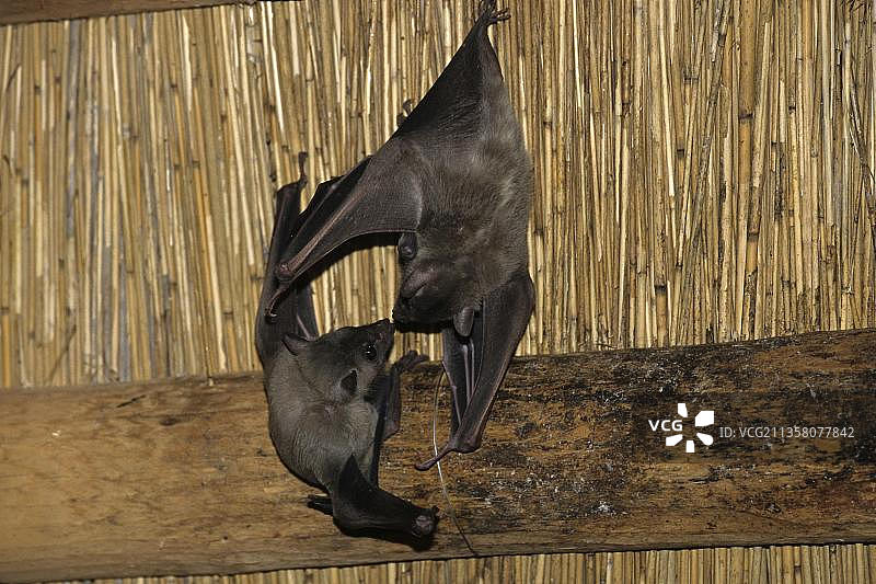 埃及果蝠图片素材