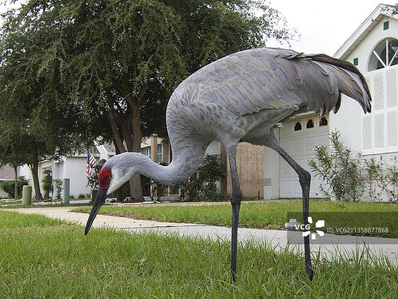 佛罗里达州卢茨的沙丘鹤图片素材