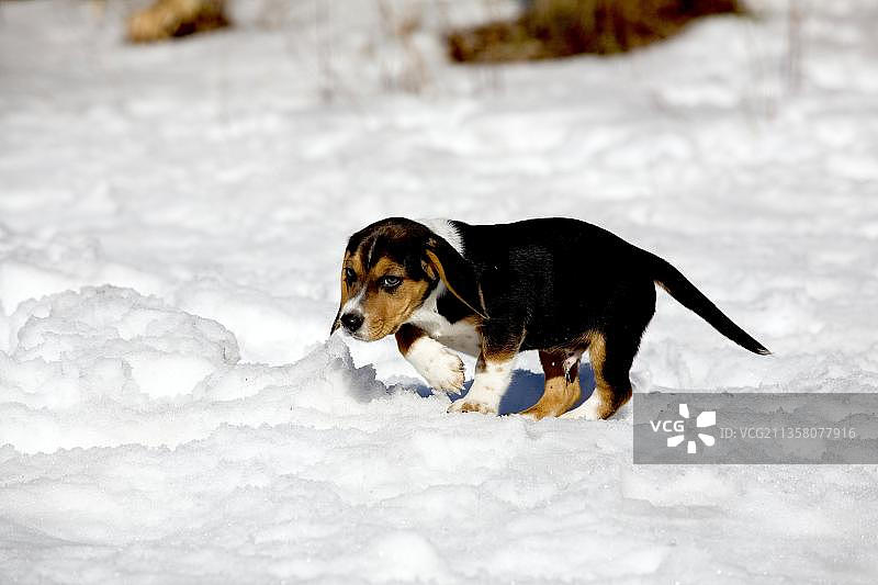 比格犬幼犬（加拿大魁北克省索雷尔圣皮埃尔）图片素材