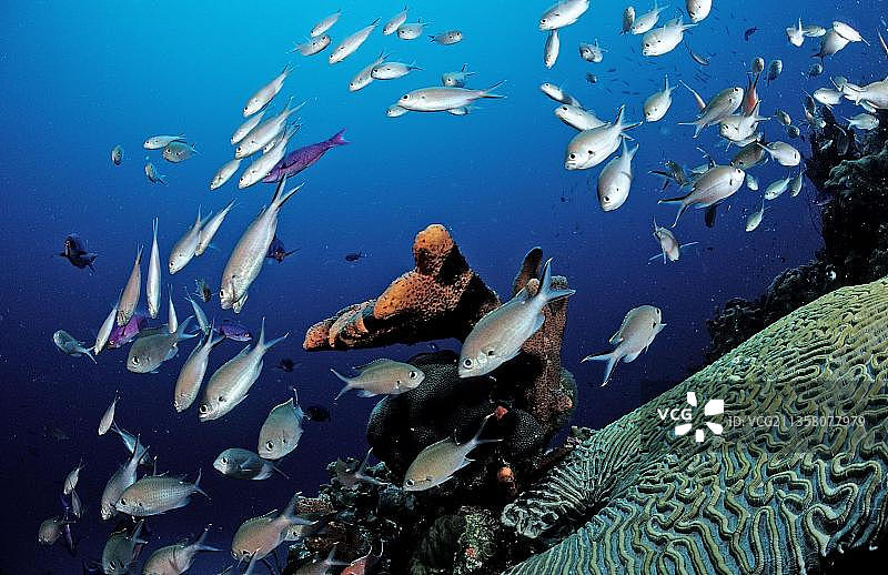 棕色雀鲷，多米尼克，中美洲图片素材