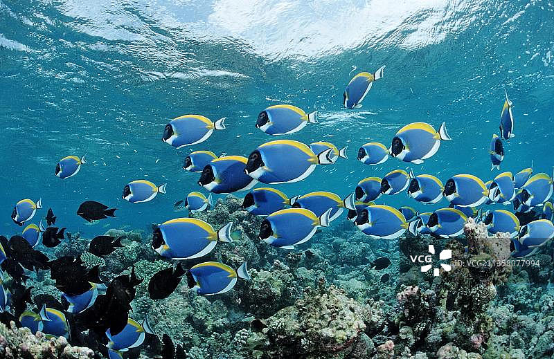 蓝面神仙鱼，米穆环礁，马尔代夫，亚洲图片素材
