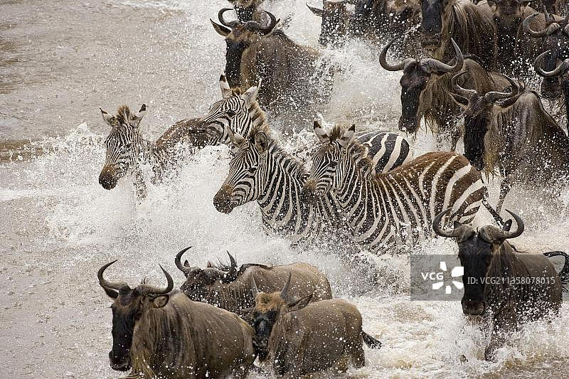 蓝角马和草原斑马穿过马赛马拉禁猎区的马拉河图片素材