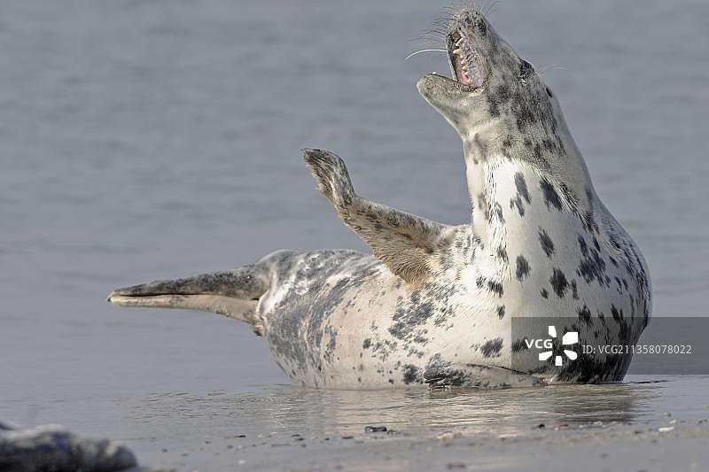 灰海豹，德国石勒苏益格-荷尔斯泰因州黑尔戈兰岛图片素材