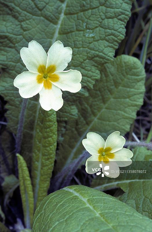 欧洲报春花，欧洲图片素材
