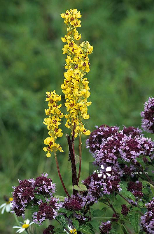 深色毛蕊花和牛至：比利时，欧洲图片素材