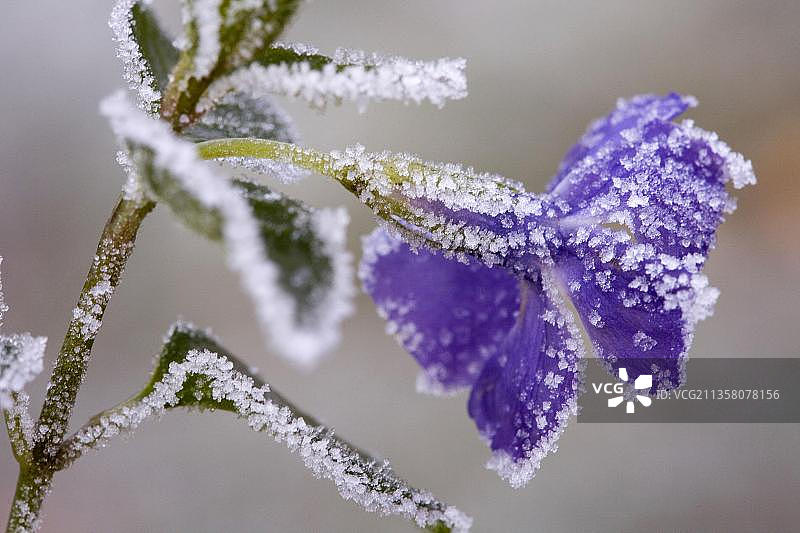 大叶蔓长春花图片素材