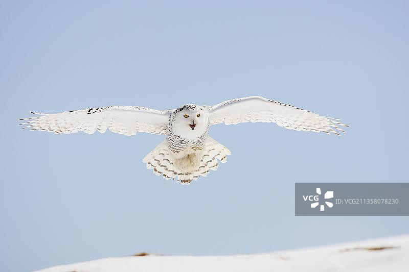 雌性雪鸮图片素材