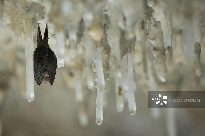 意大利撒丁岛马焦雷山洞穴，钟乳石上的小蹄鼻蝙蝠图片素材