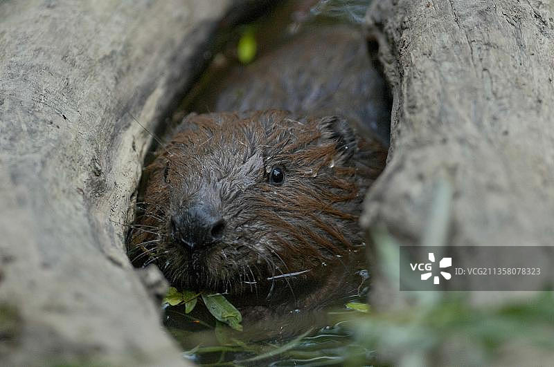 欧洲海狸（Castor fiber），德国巴伐利亚州罗森海姆图片素材
