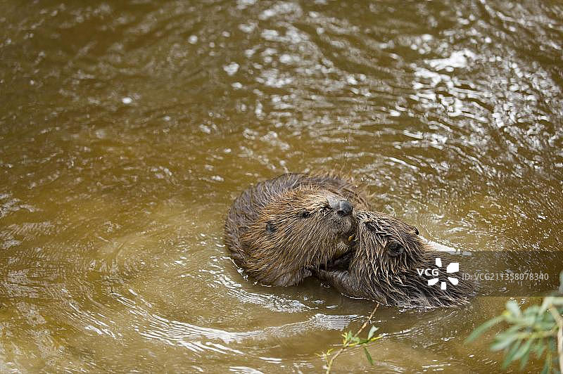 带着幼崽的欧洲海狸（Castor fiber），德国巴伐利亚罗森海姆，欧洲图片素材