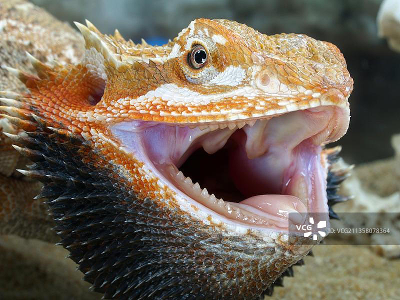 长胡子的龙(学名Amphibolorus vitticeps)(学名Pogona barbatus)图片素材