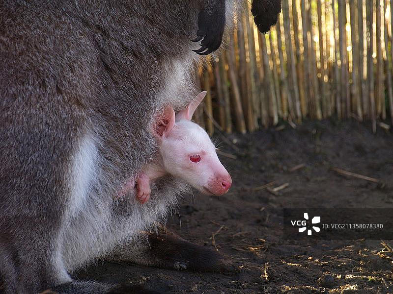 红颈小袋鼠（Macropus rufogriseus）的白化袋中幼崽图片素材