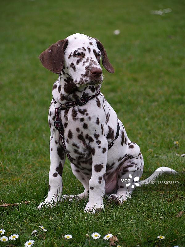 达尔马提亚幼犬图片素材