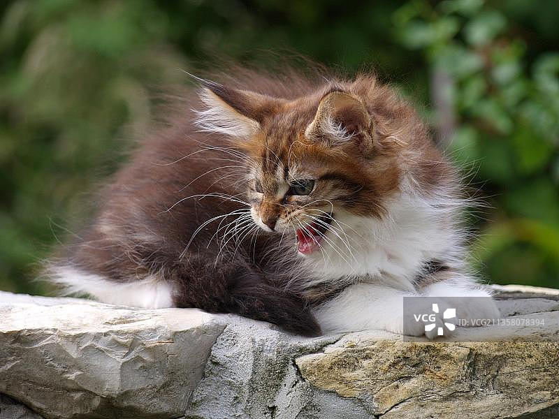 缅因猫，小猫图片素材