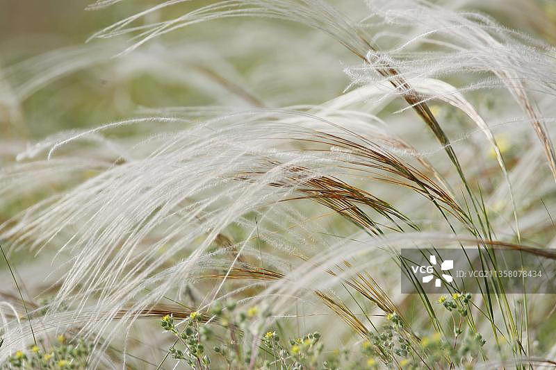 保加利亚针茅草图片素材