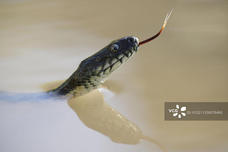 骰子蛇图片素材