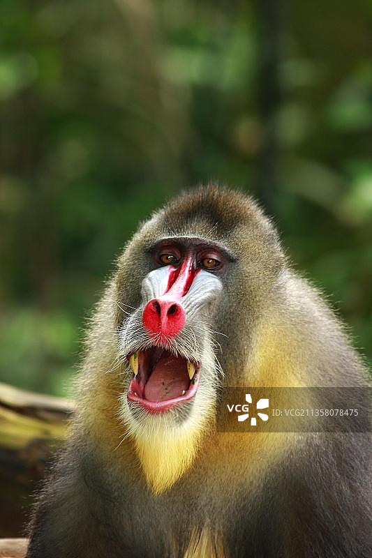 雄性山魈图片素材