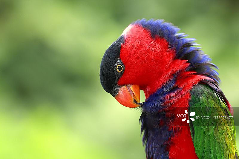 黑顶吸蜜鹦鹉(Lorius lory)图片素材