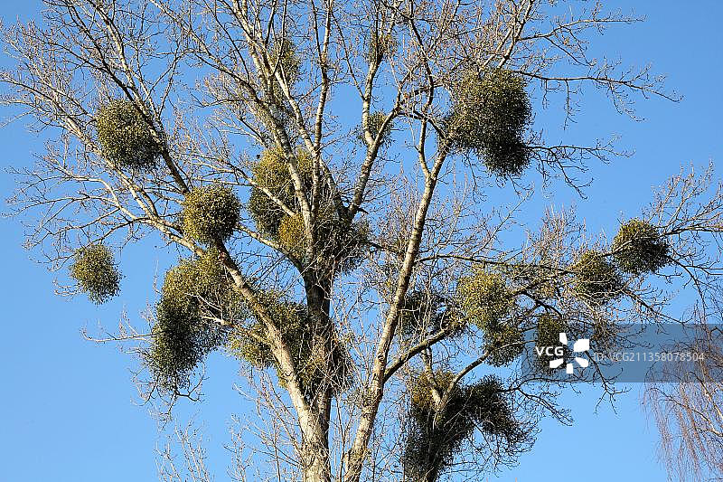 白杨树上的槲寄生图片素材