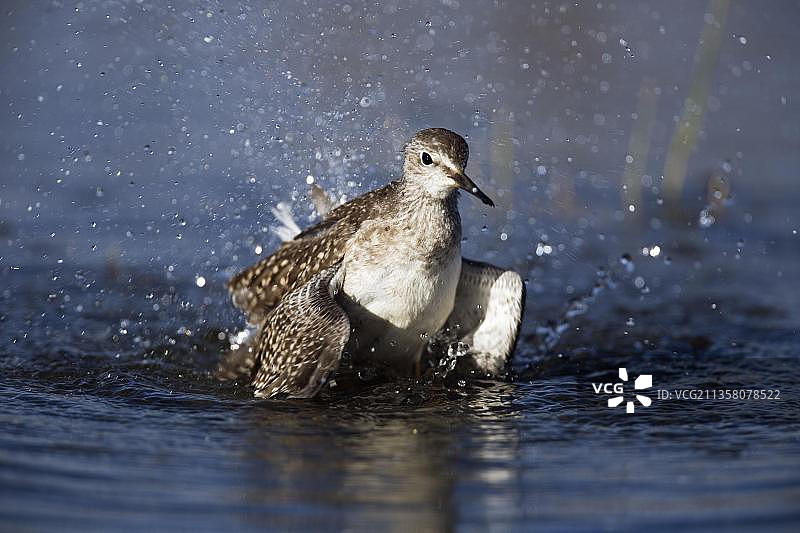 小黄脚鹬，位于加拿大育空地区伊瓦维克国家公园，北美洲图片素材