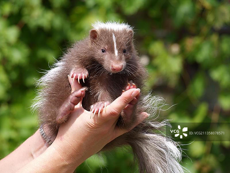 条纹臭鼬幼崽图片素材