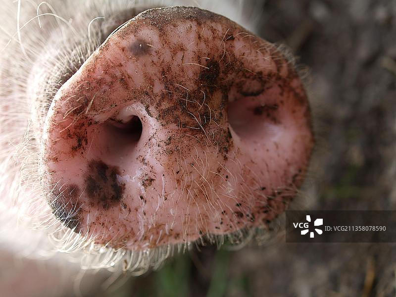 家猪，鼻子，猪，猪，躯干图片素材