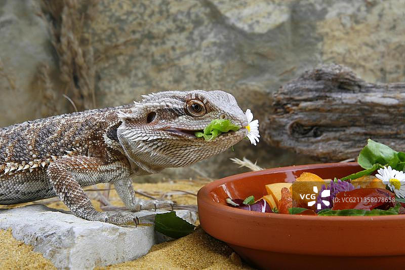 须蜥，飞蜥科，玻璃容器图片素材