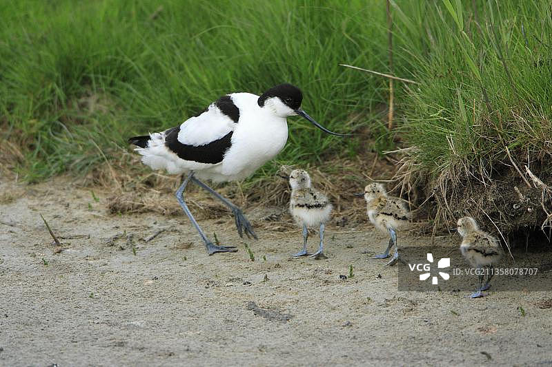 与小鸡在一起的反嘴鹬，黑翅长脚鹬，荷兰图片素材