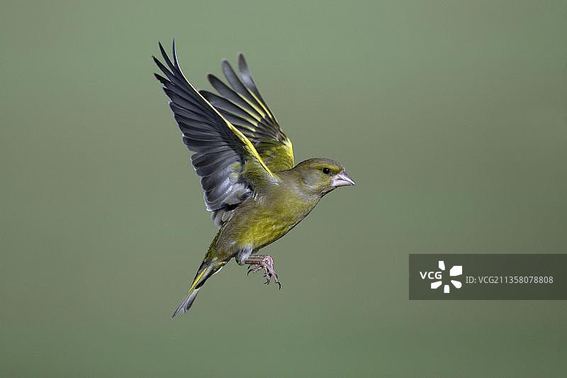 欧洲金翅雀，德国下萨克森州图片素材