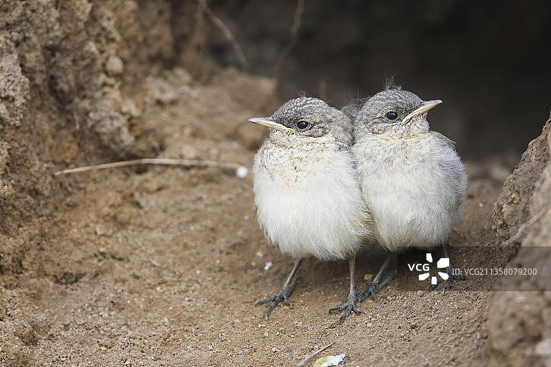 欧洲保加利亚，幼年白喉林鵖图片素材