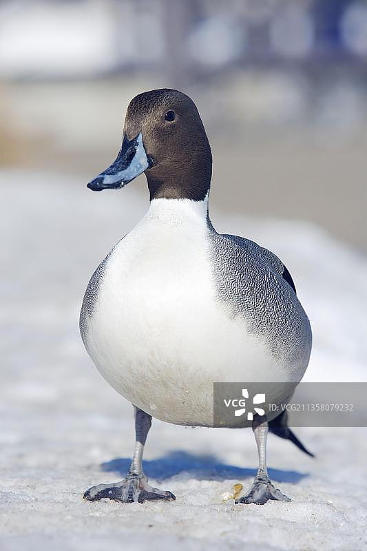 针尾鸭，雄鸭，亚洲日本北海道涛沸湖图片素材