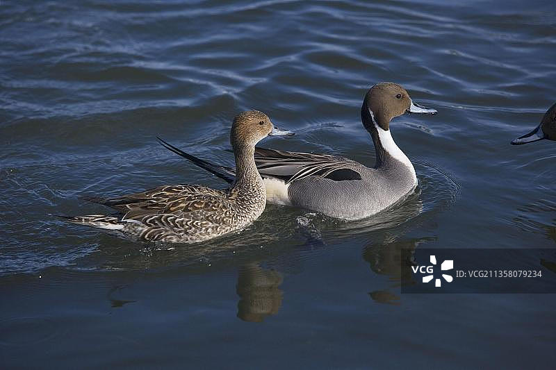 pair，在日本北海道涛沸湖的针尾鸭图片素材
