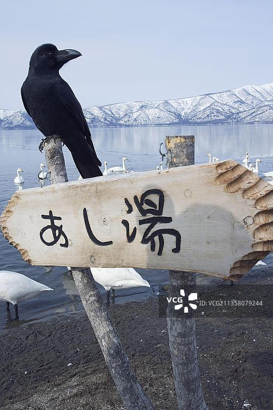 大嘴乌鸦在盾牌上，日本北海道屈斜路湖图片素材