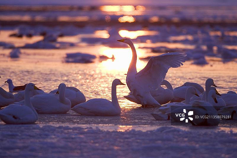 大天鹅（日本北海道涛沸湖）图片素材