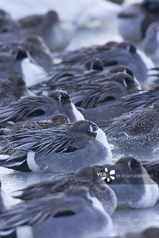 针尾鸭，日本北海道涛沸湖图片素材
