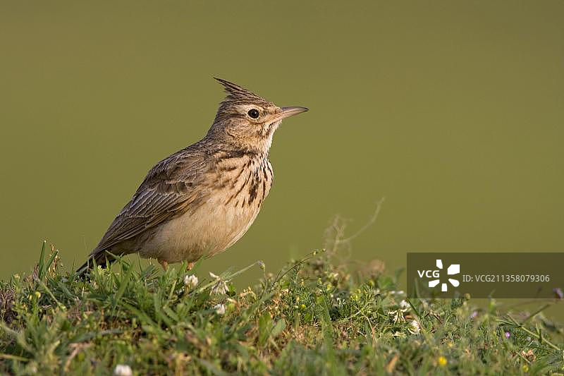 凤头百灵（Galerida cristata），侧面，希腊，欧洲图片素材