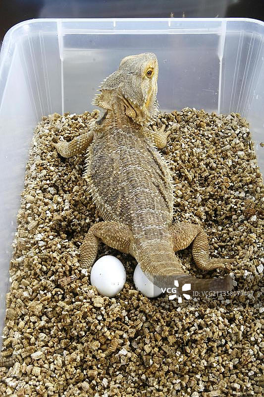 正在产卵的雌性须蜥，飞蜥科图片素材