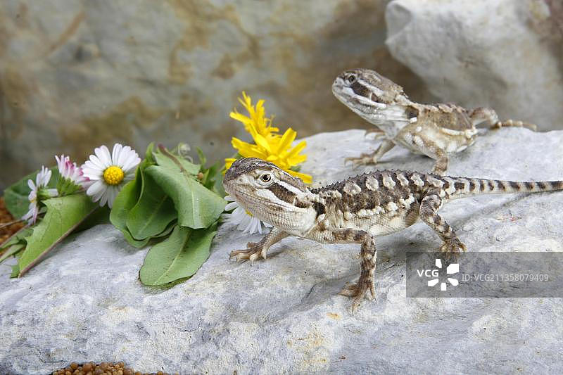 侏儒鬃狮蜥幼体图片素材