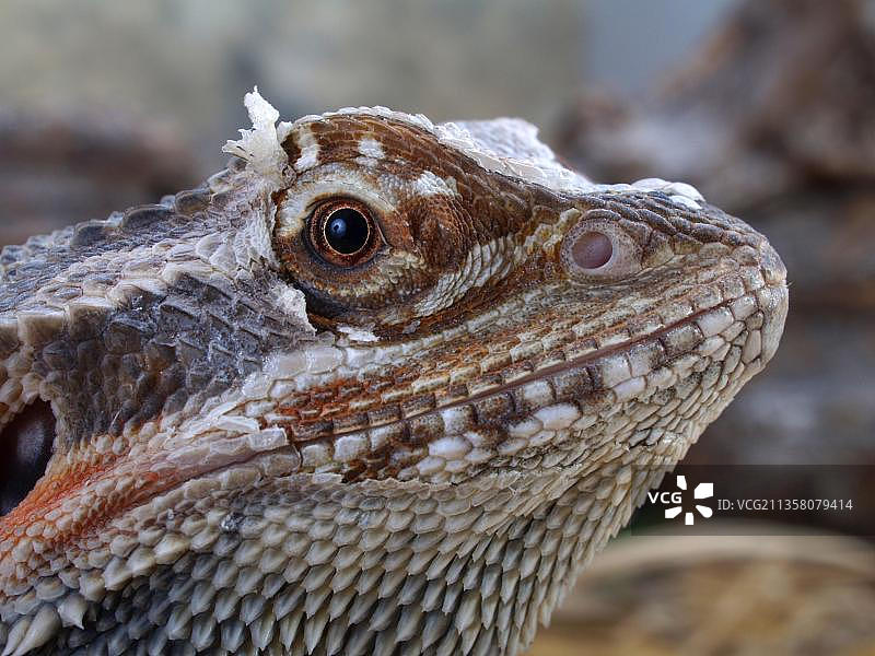 正在换皮的须 bearded Bearded Dragon (Pogona vitticeps)，飞蜥科图片素材