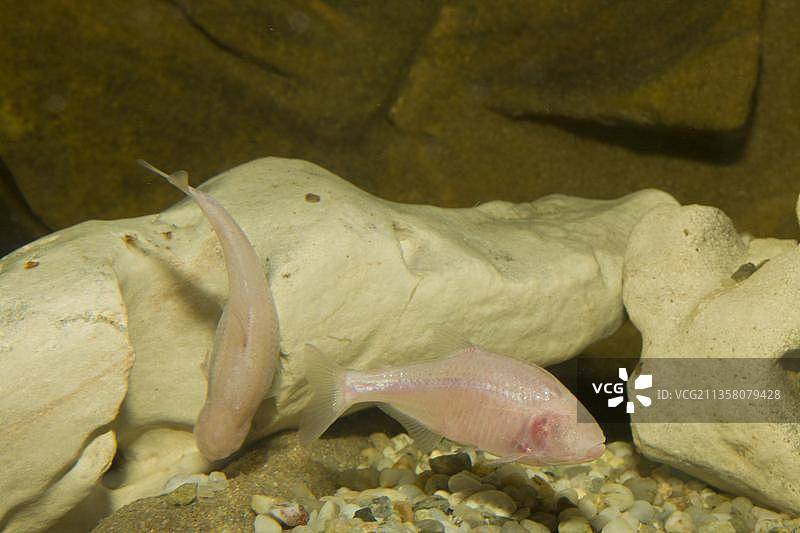 墨西哥盲鳗图片素材