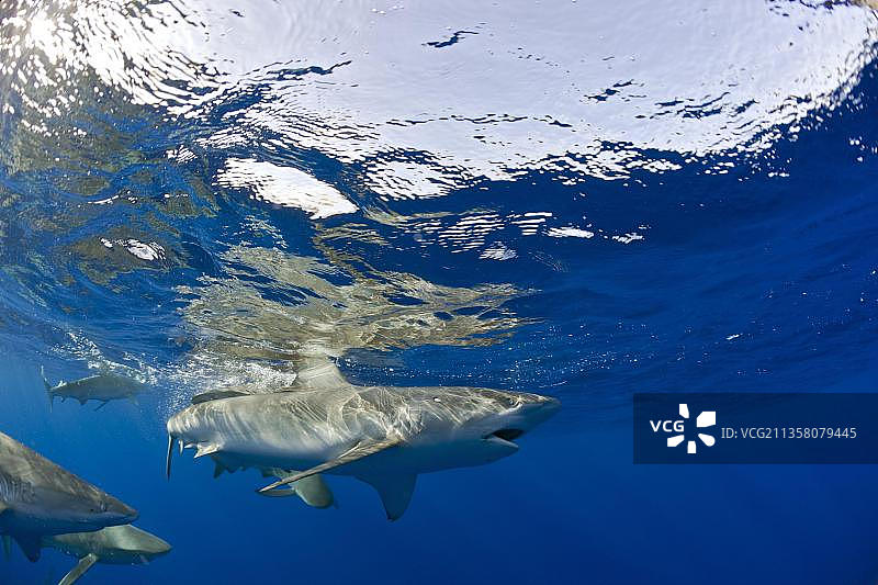 加拉帕戈斯鲨鱼，瓦胡岛，夏威夷，美国，北美洲图片素材