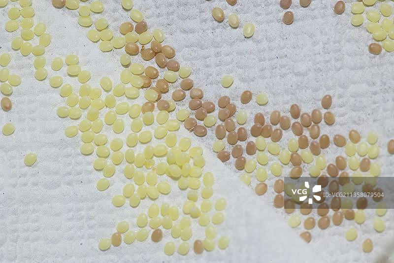 桑蚕蛾和蚕卵图片素材