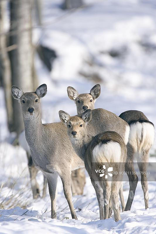 日本北海道的梅花鹿图片素材