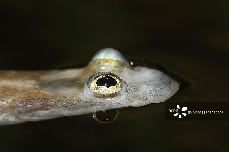 四眼鱼图片素材