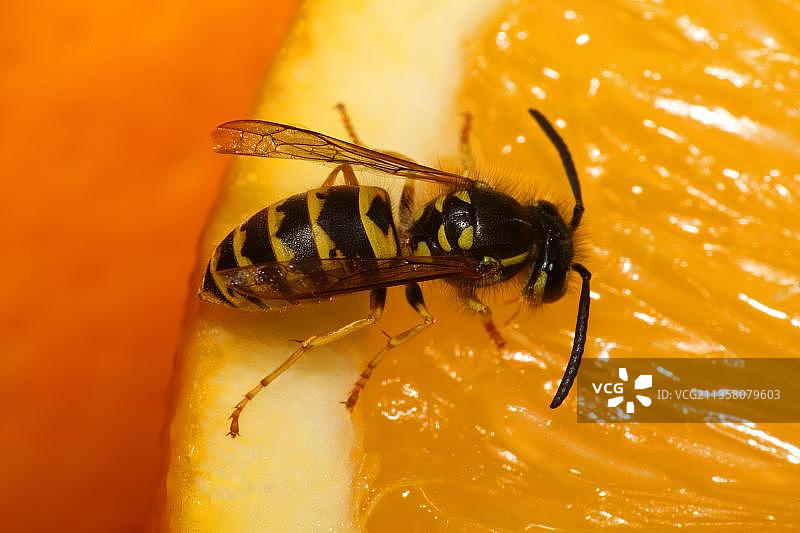 德国黄蜂（德国小胡蜂）在橘子上图片素材