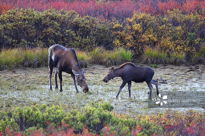 阿拉斯加的雌性和幼年麋鹿，美国，北美洲图片素材