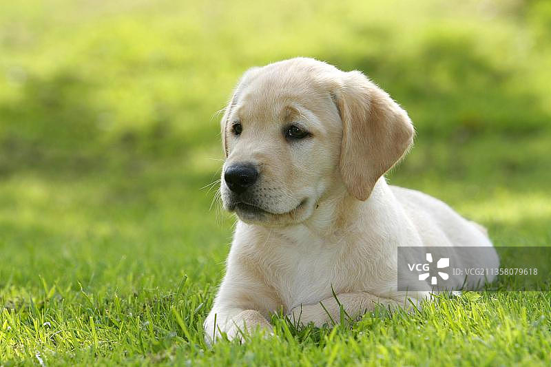 拉布拉多犬幼犬图片素材