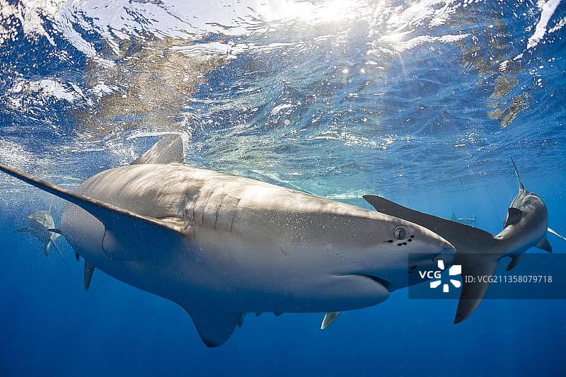 加拉帕戈斯鲨鱼，瓦胡岛，夏威夷，美国，北美洲图片素材