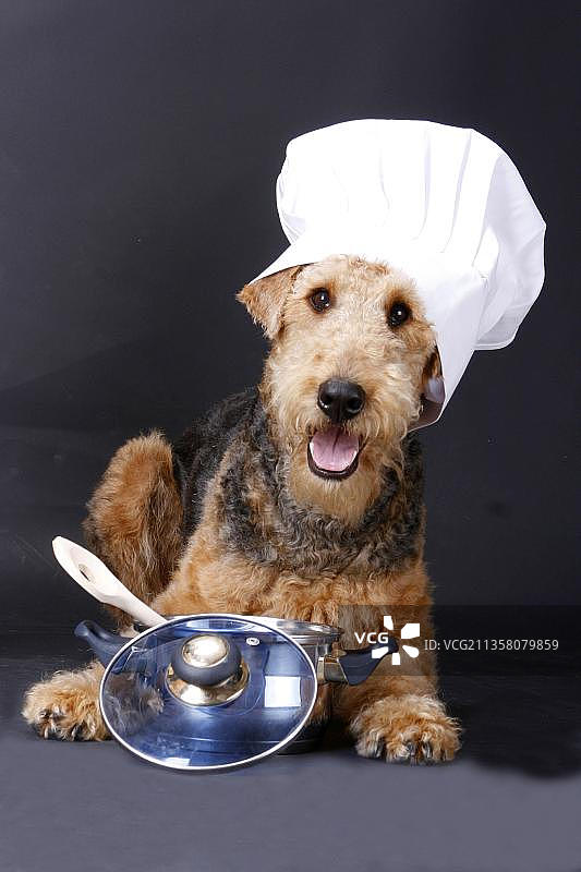 戴着厨师帽的艾尔谷㹴犬图片素材