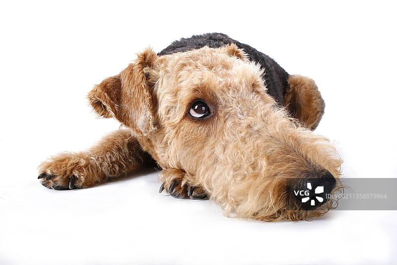 艾尔谷㹴犬图片素材